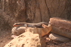 Trachylepis wahlbergii
