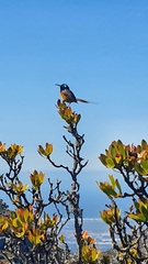 Anthobaphes violacea