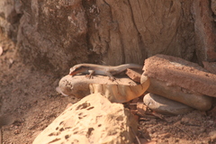 Trachylepis wahlbergii