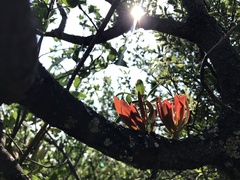 Protea caffra caffra