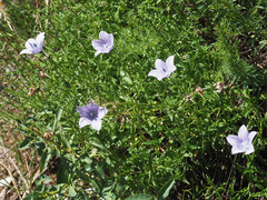 Wahlenbergia krebsii