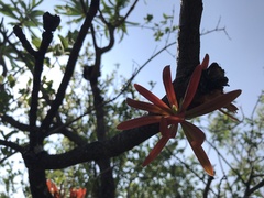 Protea caffra caffra