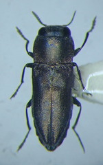 Anthaxia umbellatarum