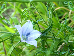 Wahlenbergia krebsii
