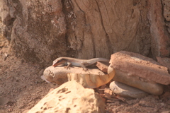 Trachylepis wahlbergii