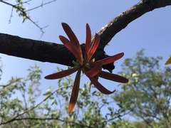 Protea caffra caffra