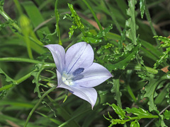 Wahlenbergia krebsii