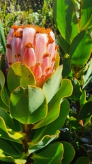 Protea speciosa