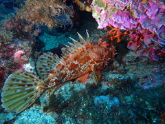 Scorpaena scrofa