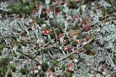 Cladonia macilenta