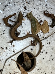 Elgaria multicarinata multicarinata