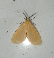 Heliactinidia nigrilinea