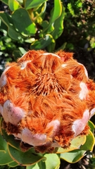 Protea speciosa