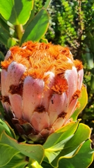 Protea speciosa