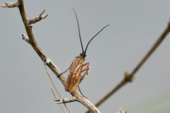 Anabolia