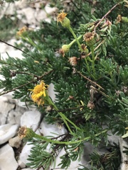 Limbarda crithmoides