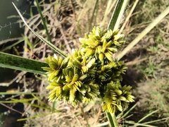 Cyperus surinamensis