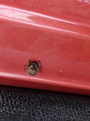 Onthophagus coenobita