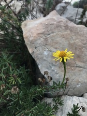 Limbarda crithmoides