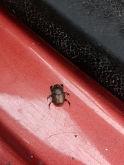 Onthophagus coenobita