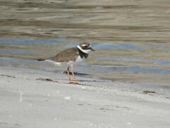 Charadrius hiaticula