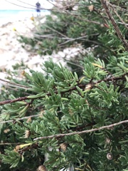 Limbarda crithmoides