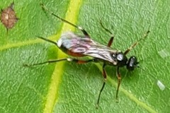 Agrothereutina