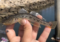 Acanthogobius flavimanus