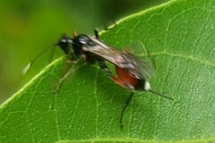 Agrothereutina