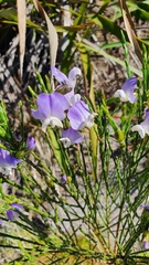 Psoralea aphylla