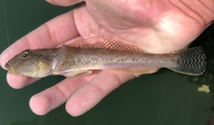 Acanthogobius flavimanus