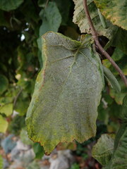 Phyllactinia guttata