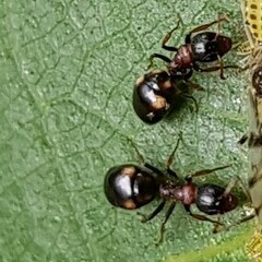 Dolichoderus quadripunctatus