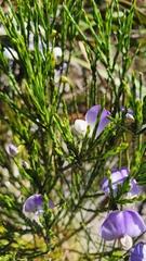 Psoralea aphylla