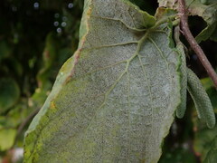 Phyllactinia guttata