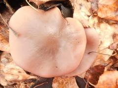 Lepista personata