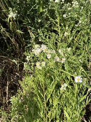 Symphyotrichum lanceolatum