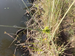 Cyperus surinamensis