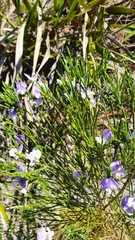 Psoralea aphylla