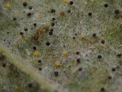 Phyllactinia guttata