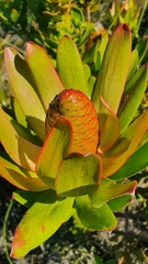 Leucadendron strobilinum
