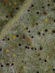 Phyllactinia guttata