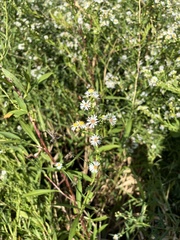 Symphyotrichum lanceolatum