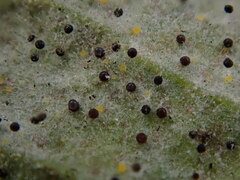 Phyllactinia guttata