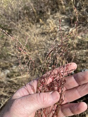Cycloloma atriplicifolium