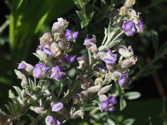 Lotononis lotononoides