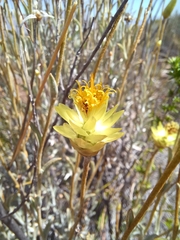 Syncarpha staehelina