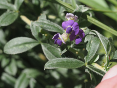 Lotononis lotononoides