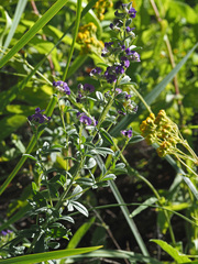 Lotononis lotononoides