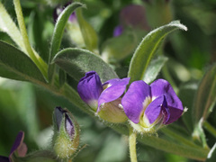 Lotononis lotononoides